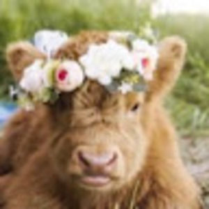 Meet your Posher, Ava